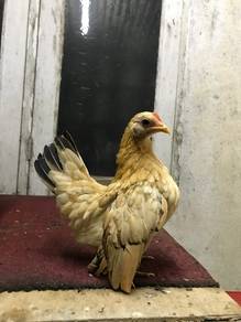 Ayam serama