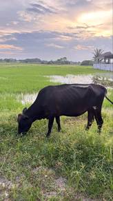 lembu