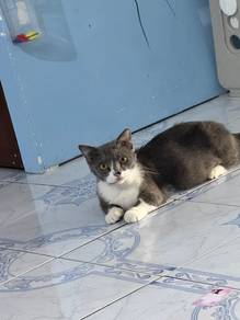 cat for rehome