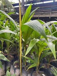 Anak Pokok Kelapa Mataq
