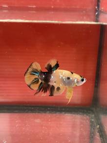 Yellow koi betta