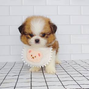Shih Tzu