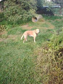 Guard Dog for Adoption Foc