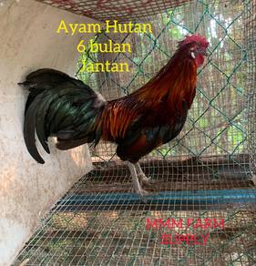 Ayam Hutan