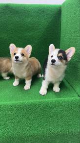 Short fur male n female puppies