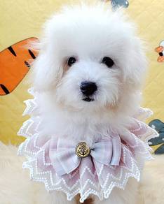 Maltipoo