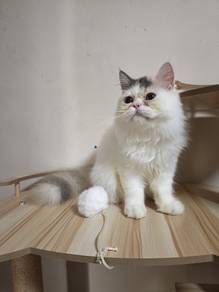 Persian kittens female 6 mth