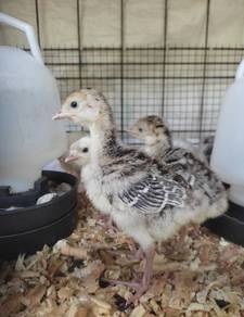 anak ayam belanda