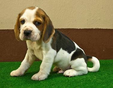 Beagle puppies male & female 