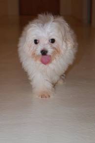 J0939 Maltipoo Cute Fluffy Teddy Puppy