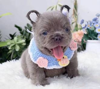FRENCH BULLDOG PUPPIES 🌻VIP122 Long Fur / Girl