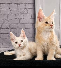 Maine Coon