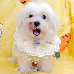Maltese