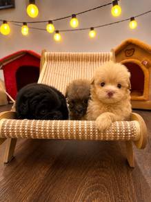 Maltipoo Puppy | Adorable Multipoo X3 kuching
