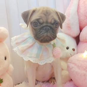 Pug