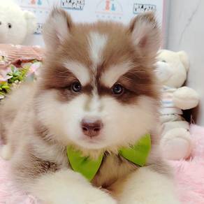 Wooly Husky