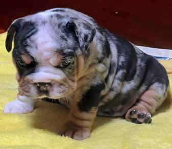 ENGLISH BULLDOG PUPPIES Female C046