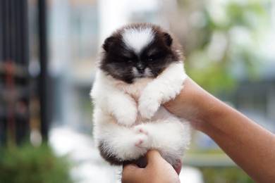 teacup Pomeranian p
