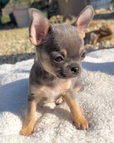 Chihuahua b