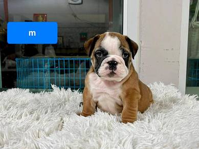 English Bulldog Puppy Male - EB02