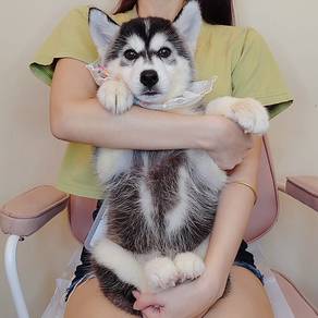 Wooly Husky