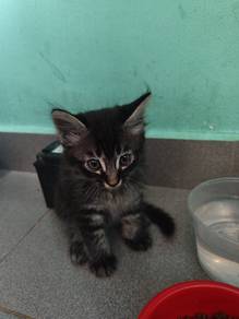 kittens 