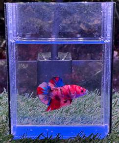 Betta fish