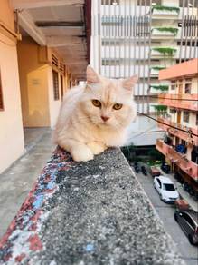 Kucing jantan baka DLH untuk dijual.