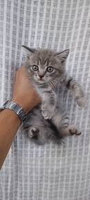 Kucing British Shorthair