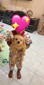 Poodle Baby for Sale