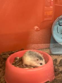 Hamster for sale