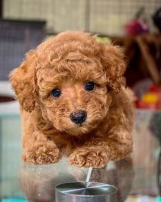 poodle puppy3
