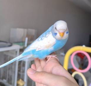 bird burung jinak