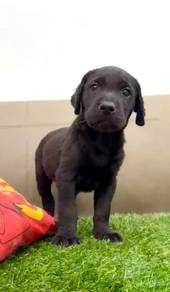 Labrador black with mka puppies