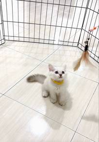 Kucing Persian ColorPoint Bulu Panjang