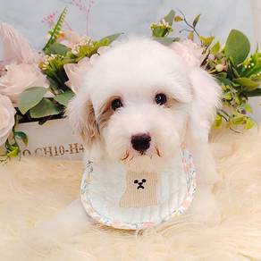 Maltipoo