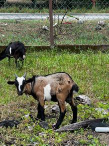 kambing jantan