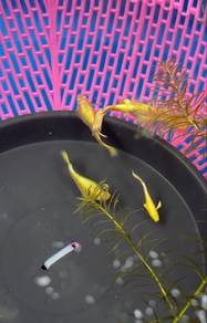 24k guppy