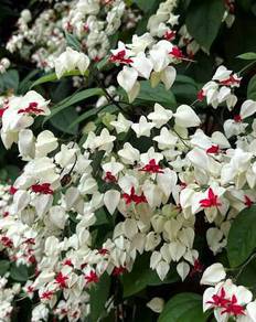 Clerodendrum Thomsoniae / Bleeding Heart Vine