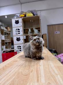 can send Singapore blue Tortie munchkin napoleon