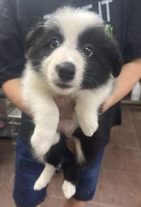 边牧女
Border Collie
Female
F2
2个月大