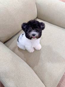 4 months plus -Boy 