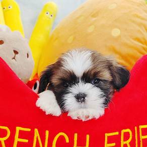 Shih Tzu