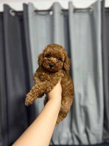 Cavapoo puppies 