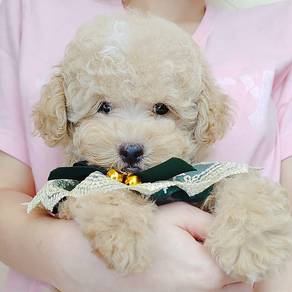 Poodle