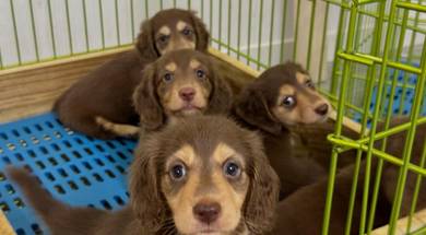 Dachshund
