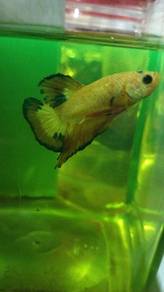 ikan laga betta fish yellow Fancy 