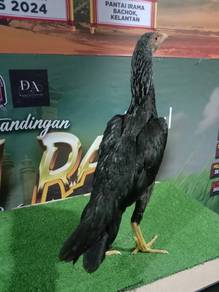 Ayam ratu
