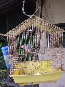 burung zebra 
