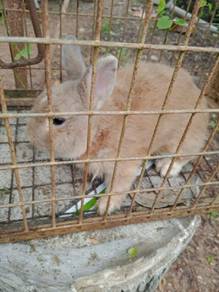 Arnab Jantan Untuk Di Jual